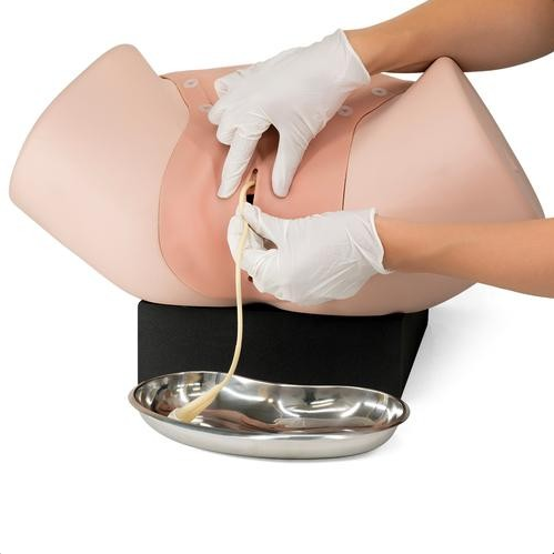 Modele zabiegowe 3B Scientific P91