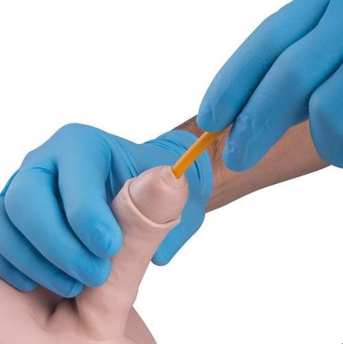 Modele zabiegowe 3B Scientific P93B-S