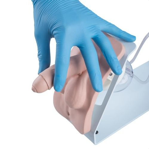 Modele zabiegowe 3B Scientific P93B-S