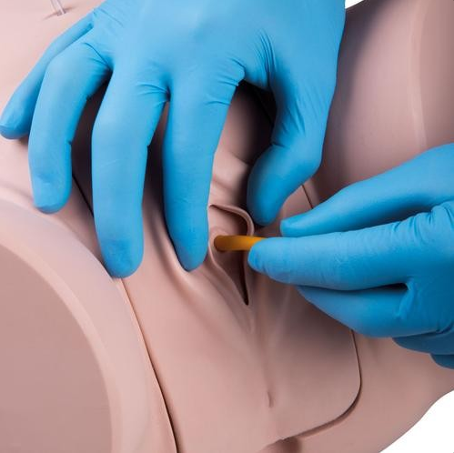 Modele zabiegowe 3B Scientific P93P-F