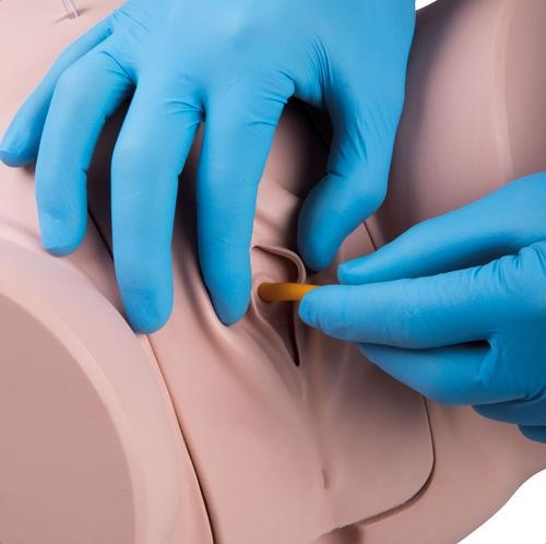 Modele zabiegowe 3B Scientific P93P-S