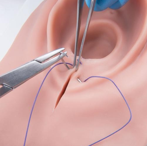 Modele zabiegowe 3B Scientific P95