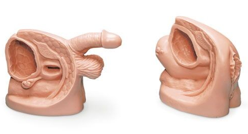 Modele zabiegowe 3B Scientific R11004