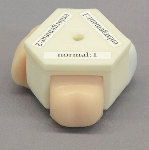 Modele zabiegowe 3B Scientific R16016