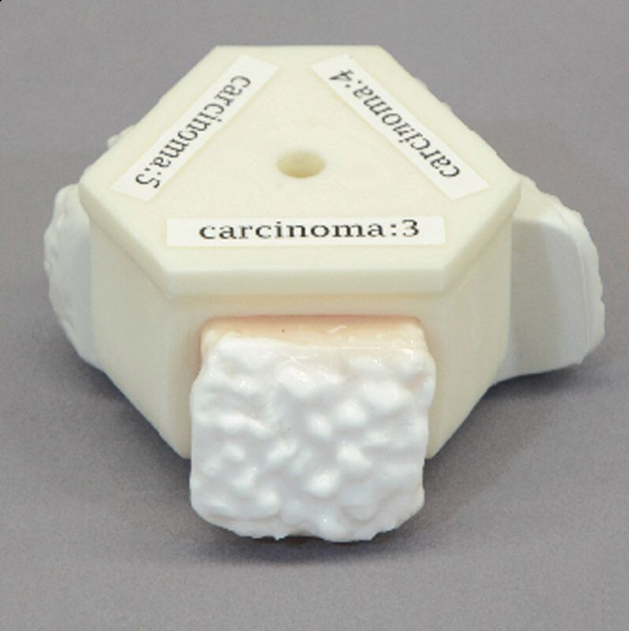 Modele zabiegowe 3B Scientific R16016