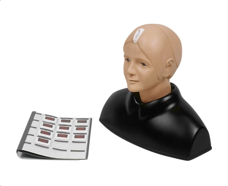 Modele zabiegowe 3B Scientific R16100