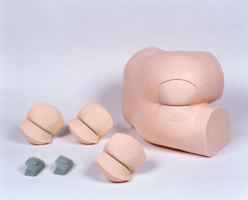 Modele zabiegowe 3B Scientific R16240