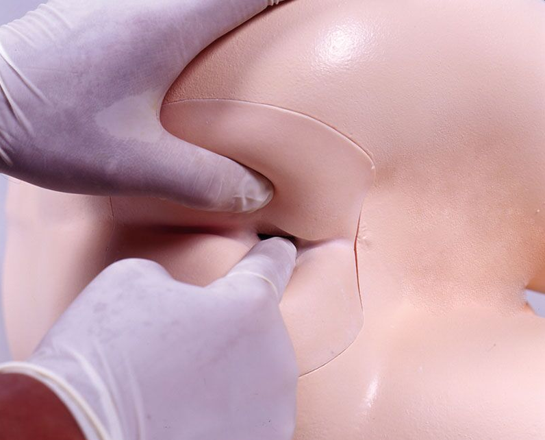 Modele zabiegowe 3B Scientific R16240