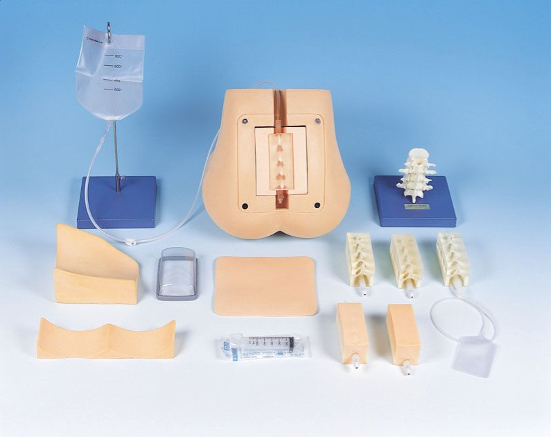 Modele zabiegowe 3B Scientific R16604