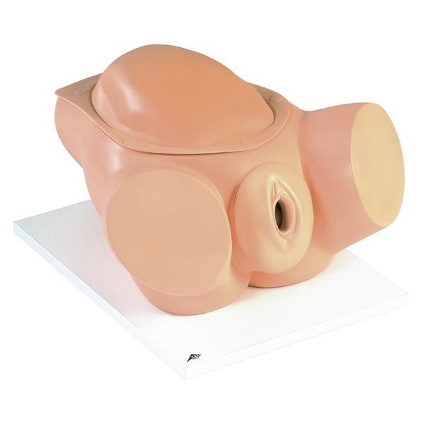 Modele zabiegowe 3B Scientific VG395