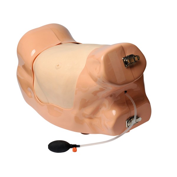 Modele zabiegowe 3B Scientific W19356