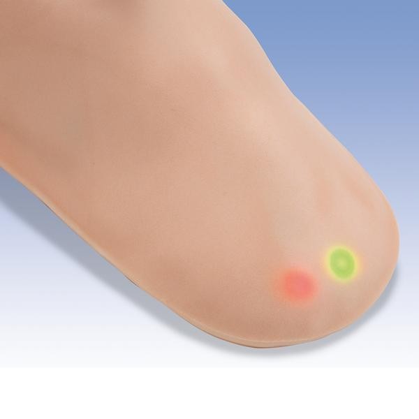 Modele zabiegowe 3B Scientific W30502/1