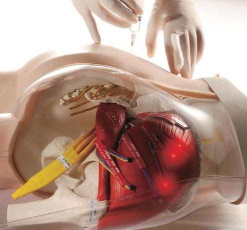 Modele zabiegowe 3B Scientific W30503