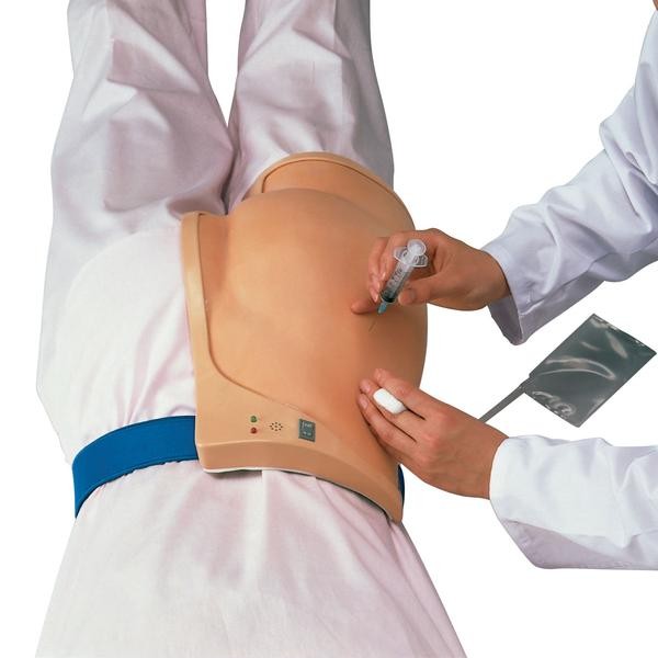 Modele zabiegowe 3B Scientific W30504