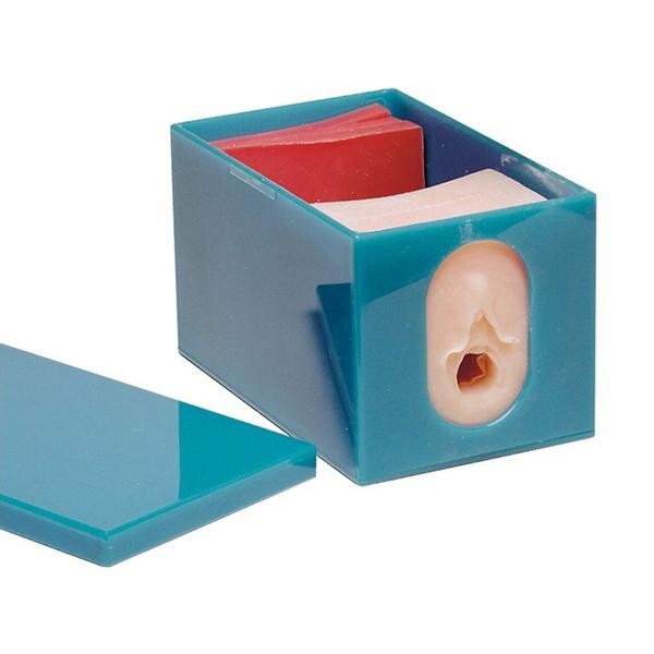 Modele zabiegowe 3B Scientific W43045