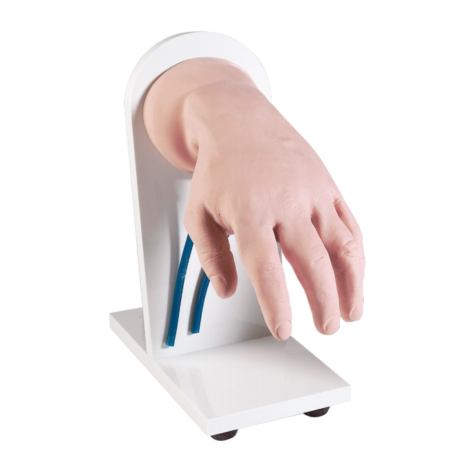 Modele zabiegowe 3B Scientific W44117