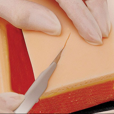 Modele zabiegowe 3B Scientific W44423