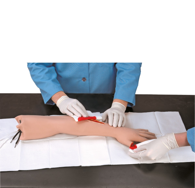 Modele zabiegowe 3B Scientific W44733