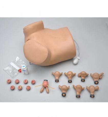 Modele zabiegowe 3B Scientific W45024