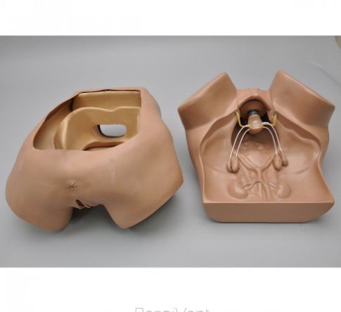 Modele zabiegowe 3B Scientific W45043