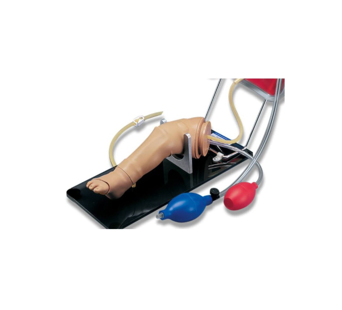 Modele zabiegowe 3B Scientific W45096