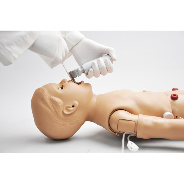 Modele zabiegowe 3B Scientific W45179