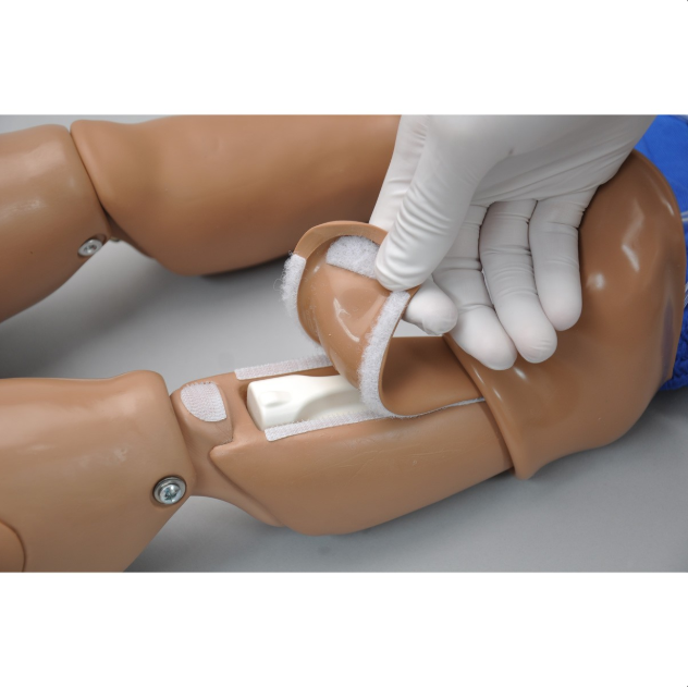 Modele zabiegowe 3B Scientific W45179