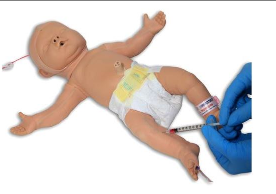 Modele zabiegowe 3B Scientific W46502/1