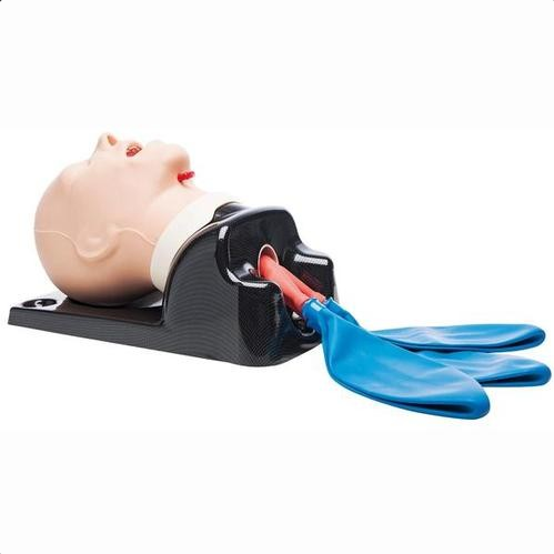 Modele zabiegowe 3B Scientific W47404