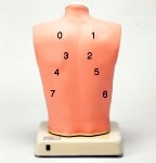 Modele zabiegowe Nasco Symulator do osłuchiwania płuc "LSat"