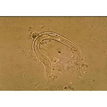 Odczynniki uniwersalne do mikroskopii Apacor Odczynniki do analiz parazytologicznych