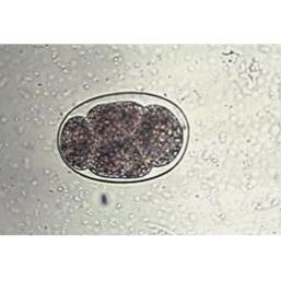 Odczynniki uniwersalne do mikroskopii Apacor Odczynniki do analiz parazytologicznych