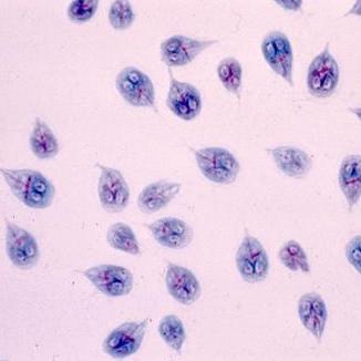 Odczynniki uniwersalne do mikroskopii Apacor Odczynniki do analiz parazytologicznych