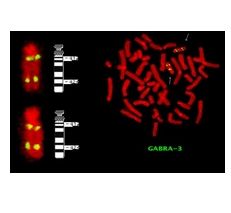Oprogramowanie mikroskopowe LEICA CytoVision