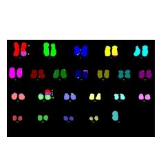 Oprogramowanie mikroskopowe LEICA CytoVision