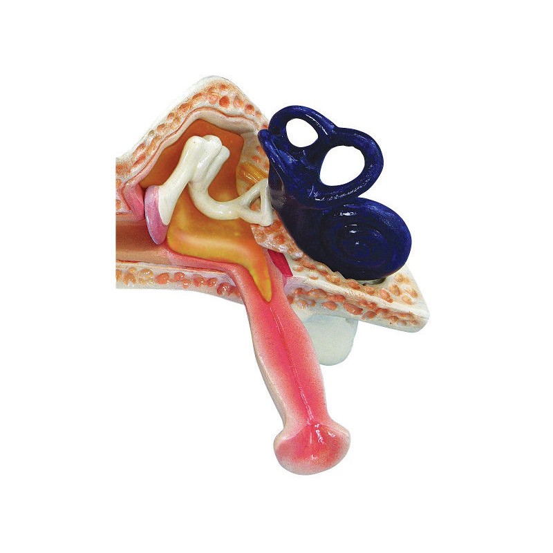 Organy i narządy 3B Scientific 1019528