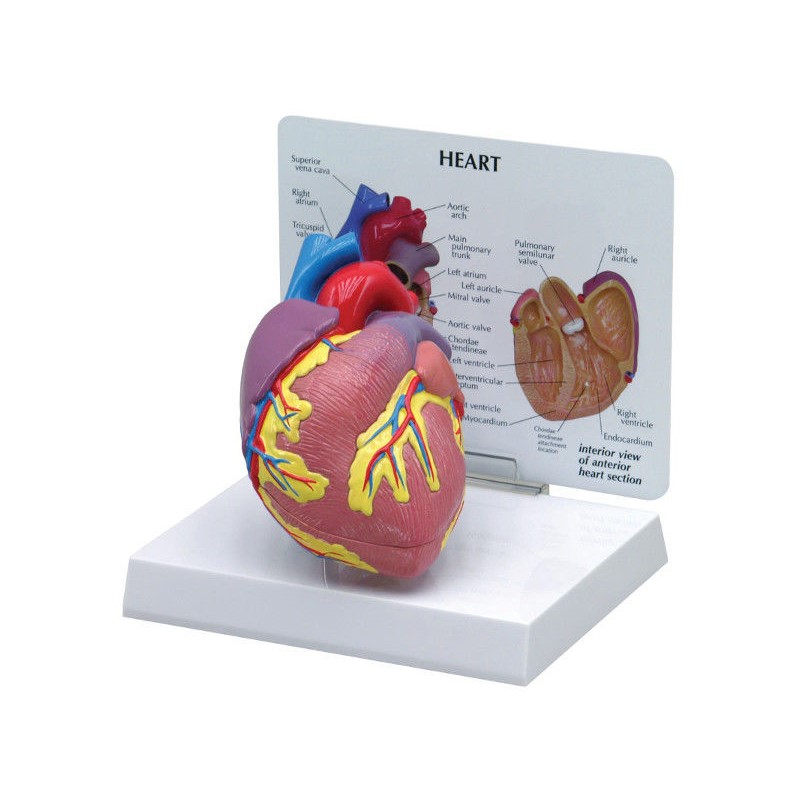 Organy i narządy 3B Scientific 1019529