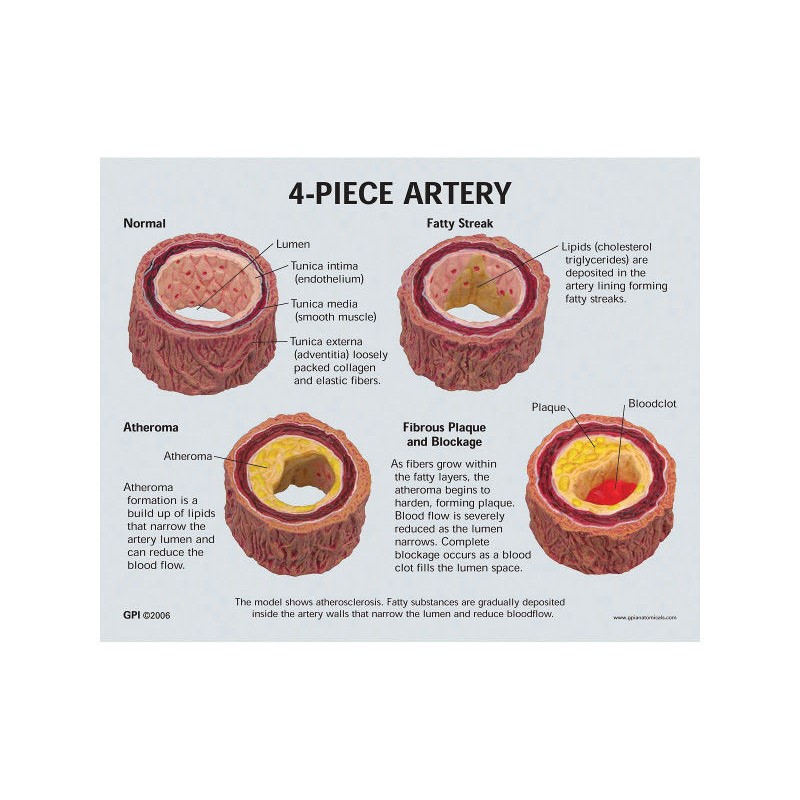 Organy i narządy 3B Scientific 1019532