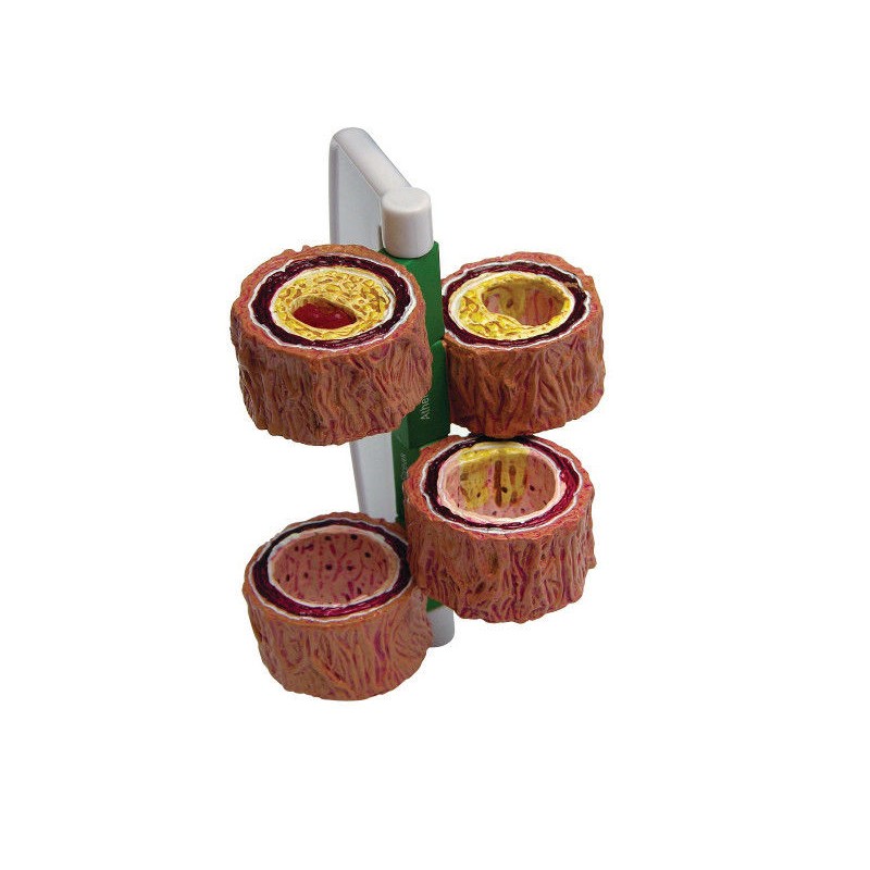 Organy i narządy 3B Scientific 1019532