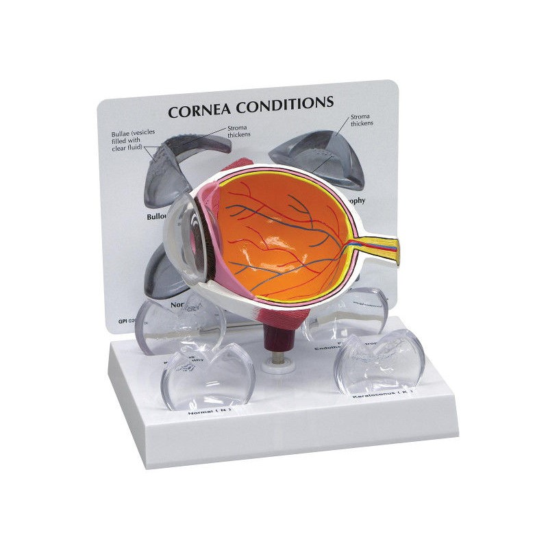 Organy i narządy 3B Scientific 1019535