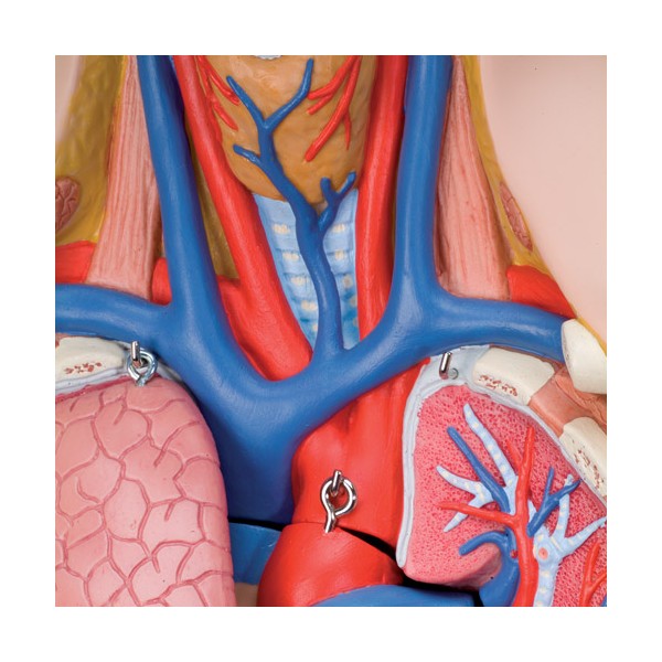 Organy i narządy 3B Scientific B09