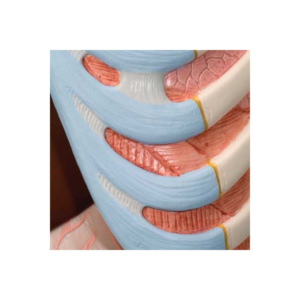 Organy i narządy 3B Scientific B11