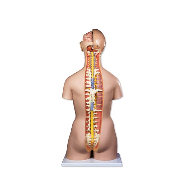 Organy i narządy 3B Scientific B17