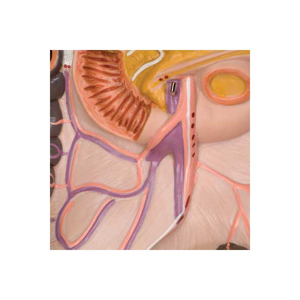 Organy i narządy 3B Scientific B19