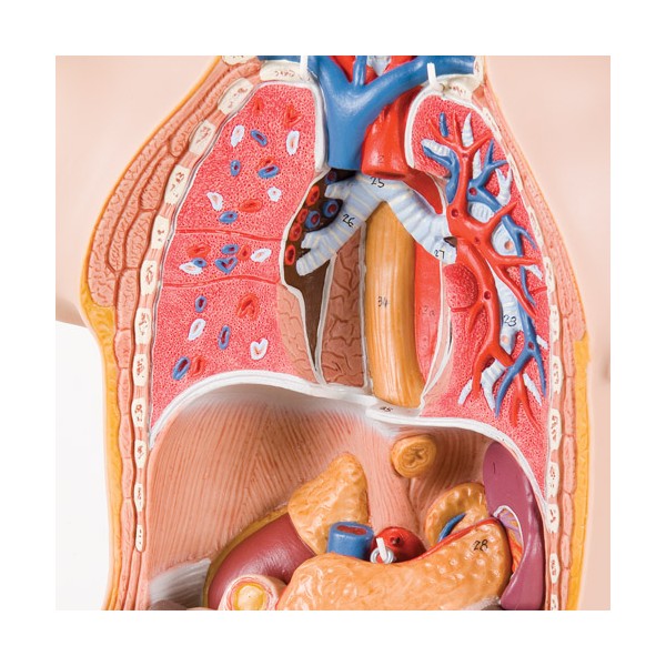 Organy i narządy 3B Scientific B22