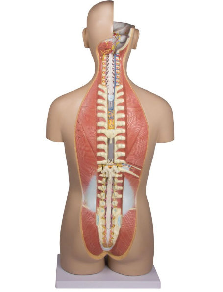 Organy i narządy 3B Scientific B235