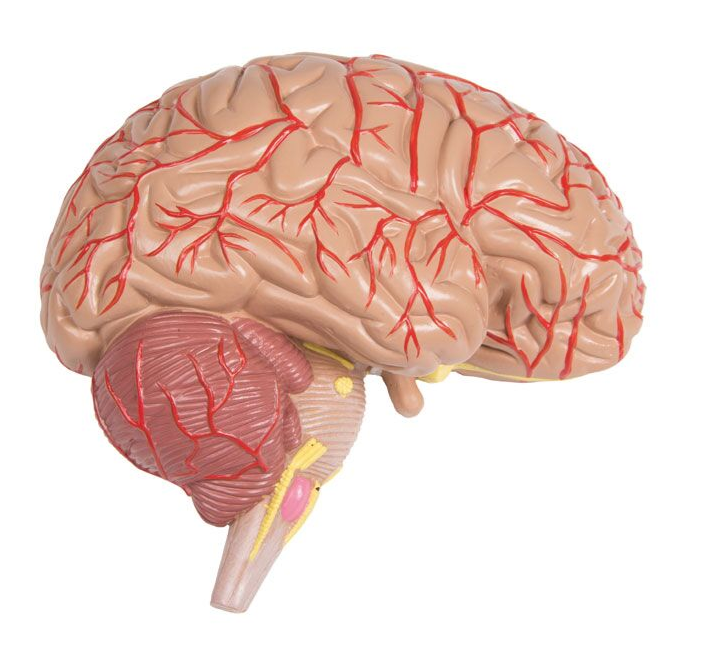 Organy i narządy 3B Scientific B235