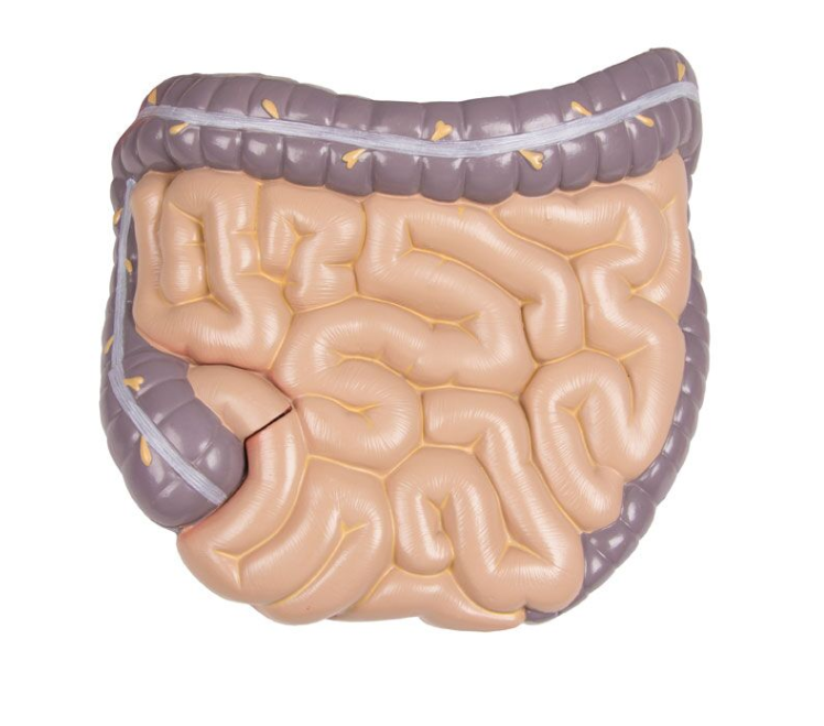 Organy i narządy 3B Scientific B235
