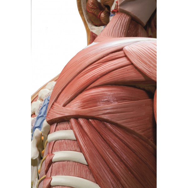 Organy i narządy 3B Scientific B40