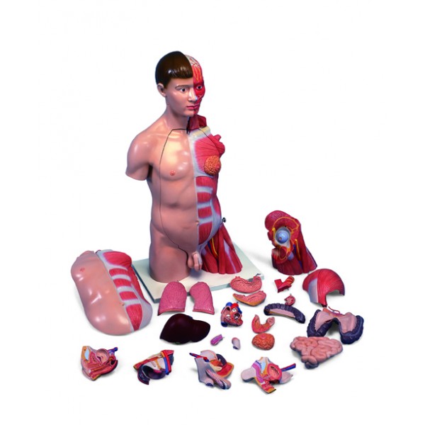 Organy i narządy 3B Scientific B42